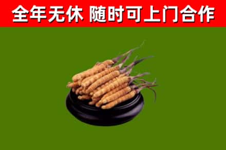 偏关烟酒回收冬虫夏草.jpg